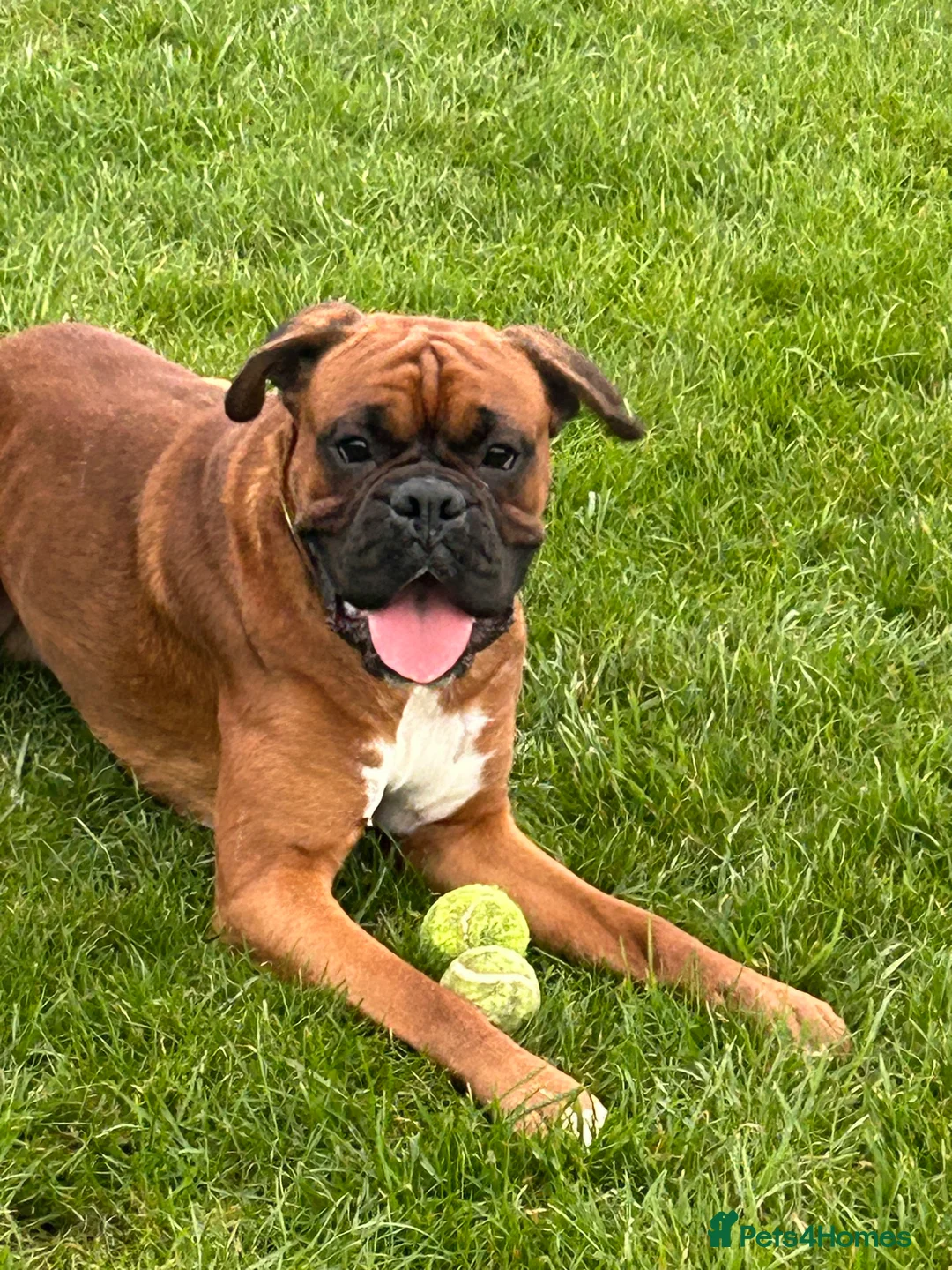 Boxer dogs for sale: Gorgeous Boy Boxer - Advert 2