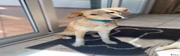 Mixed Breed dogs for adoption: Maple is ready for her forever family!  in Swindon - Advert 15