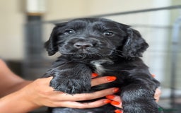 Cocker Spaniel dogs for sale: KC reg working cocker spaniels  - Image 1