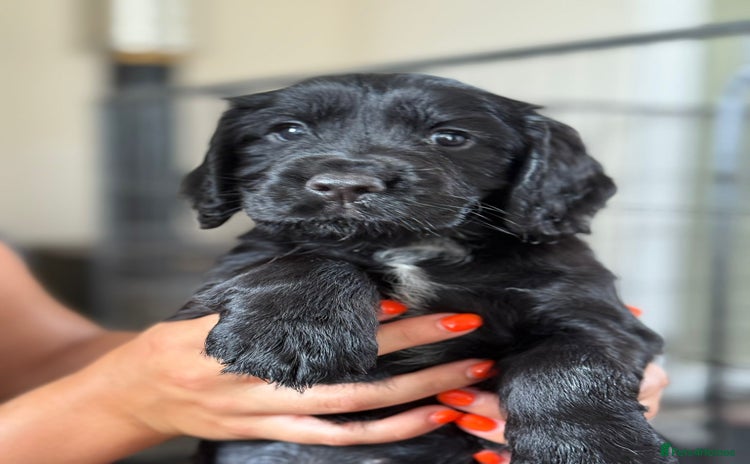 Cocker Spaniel dogs - Advert 3