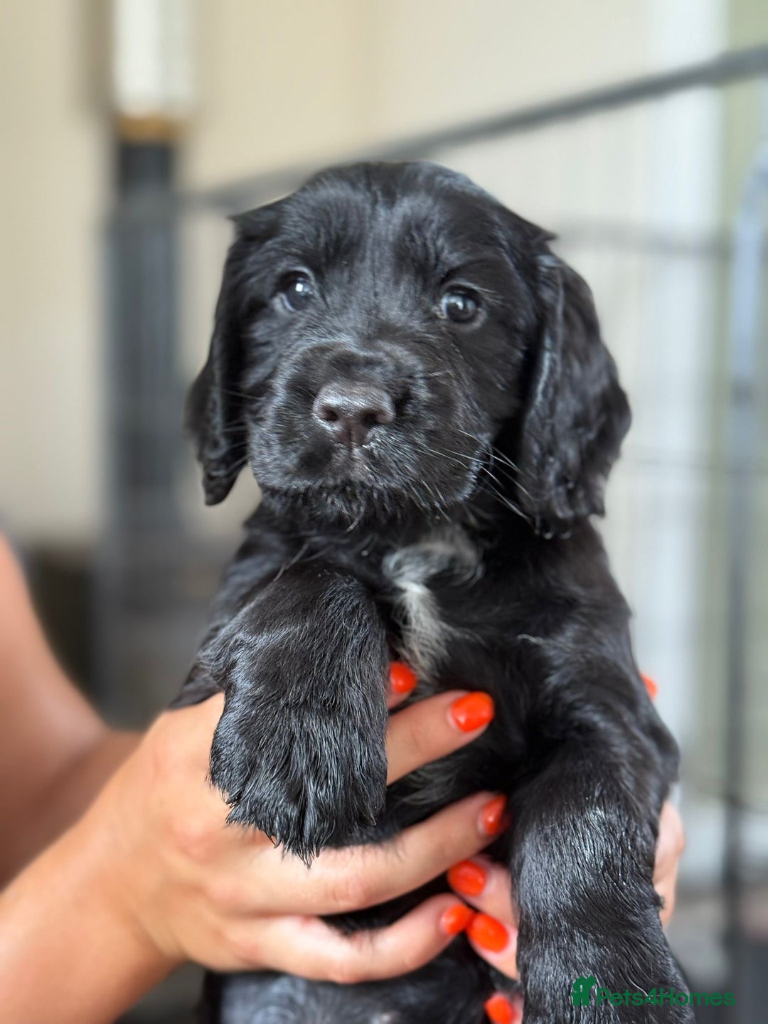 Cocker Spaniel dogs for sale: KC reg working cocker spaniels  - Image 1
