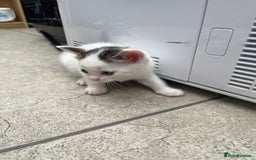 Mixed Breed cats for sale: 1 little kitten  - Image 3