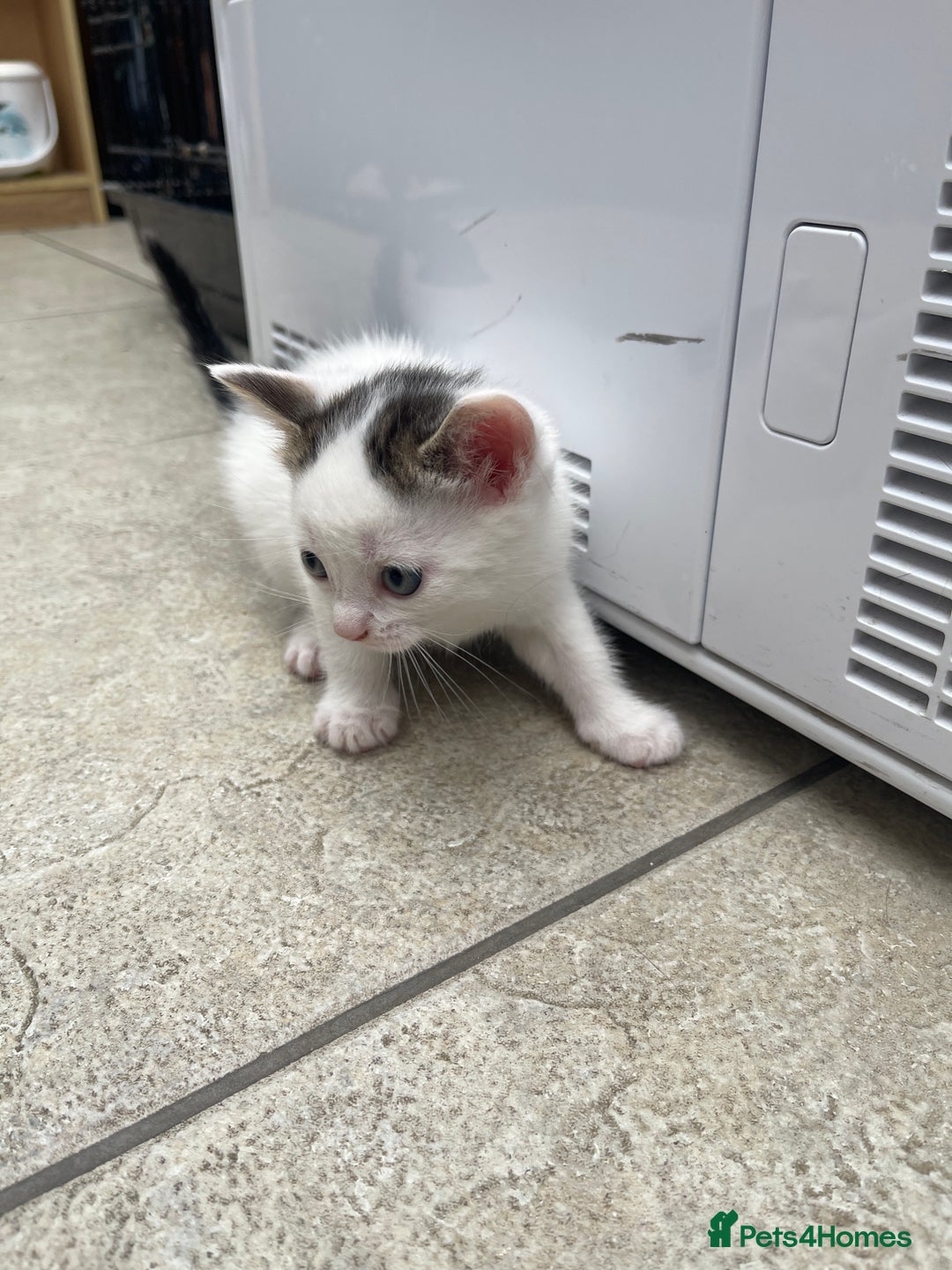 Mixed Breed cats for sale: 1 little kitten  - Image 3