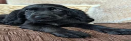 Cocker Spaniel dogs for sale: Health Tested KC Reg Showline Cocker Spaniel Pups - Advert 15