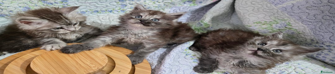 Maine Coon Kitten Humphrey