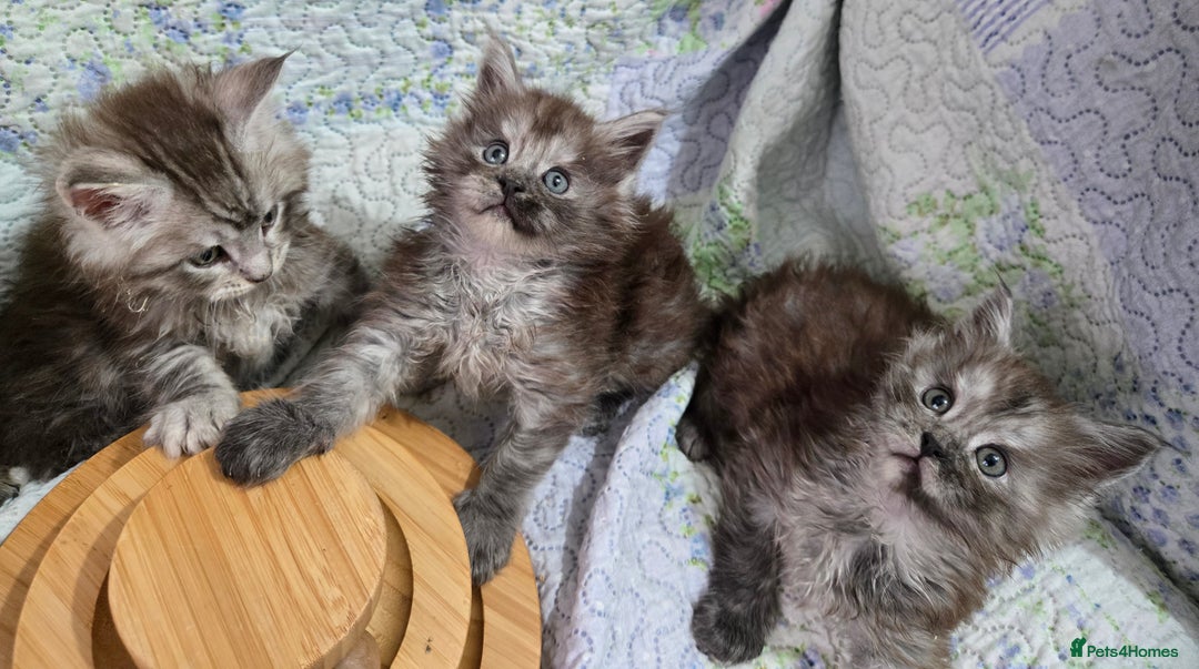 Maine Coon cats for sale: Gorgeous GCCF Maine Coons poss Active - Image 40