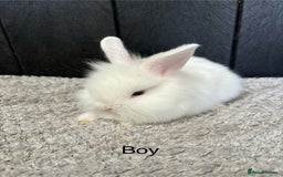 Mini Lop rabbits for sale: Stunning mini lops and mini lion lops  - Image 4