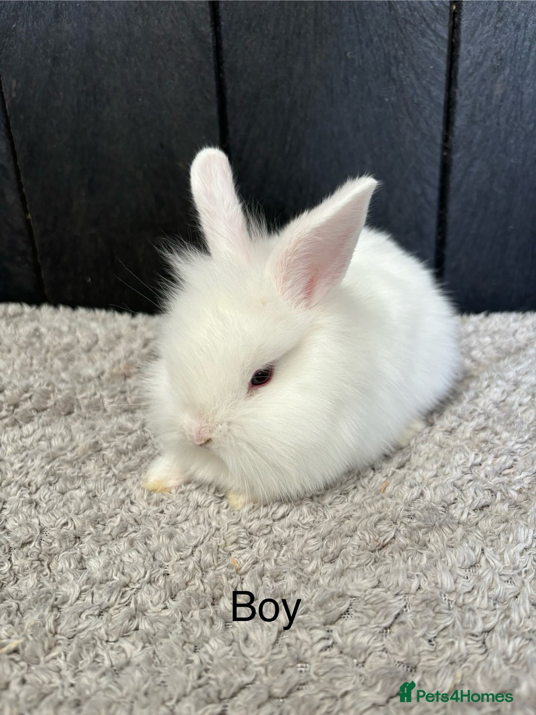 Mini Lop rabbits for sale: Stunning mini lops and mini lion lops  - Image 4