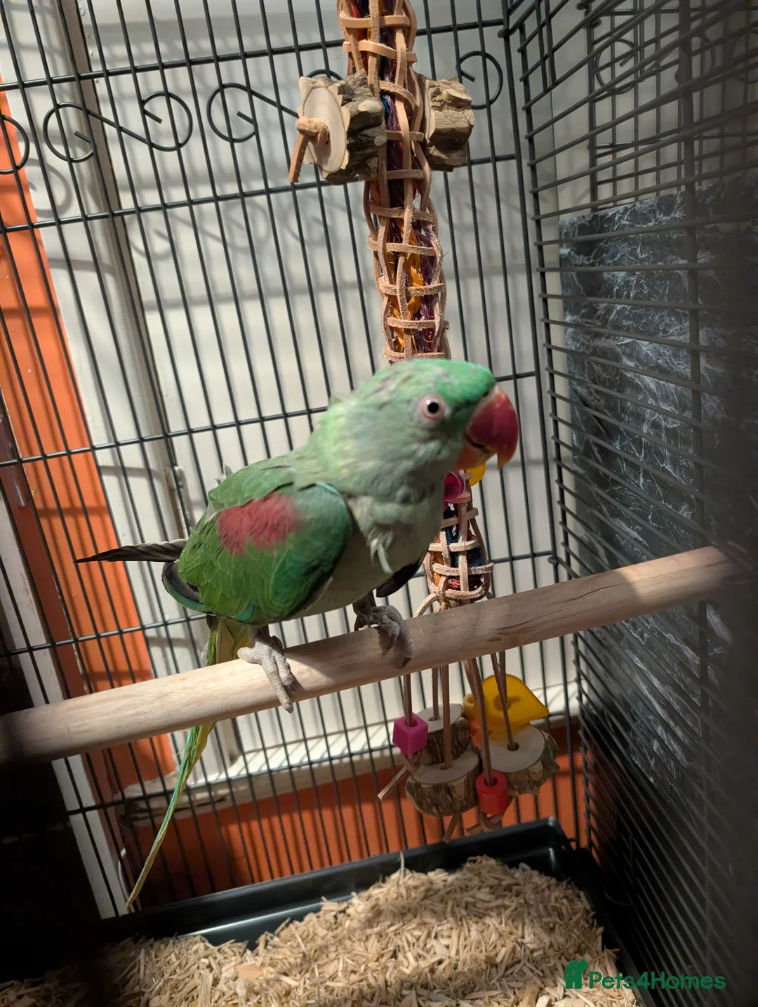 Parakeets birds for sale: Alexandrine parrot in Smethwick - Advert 11