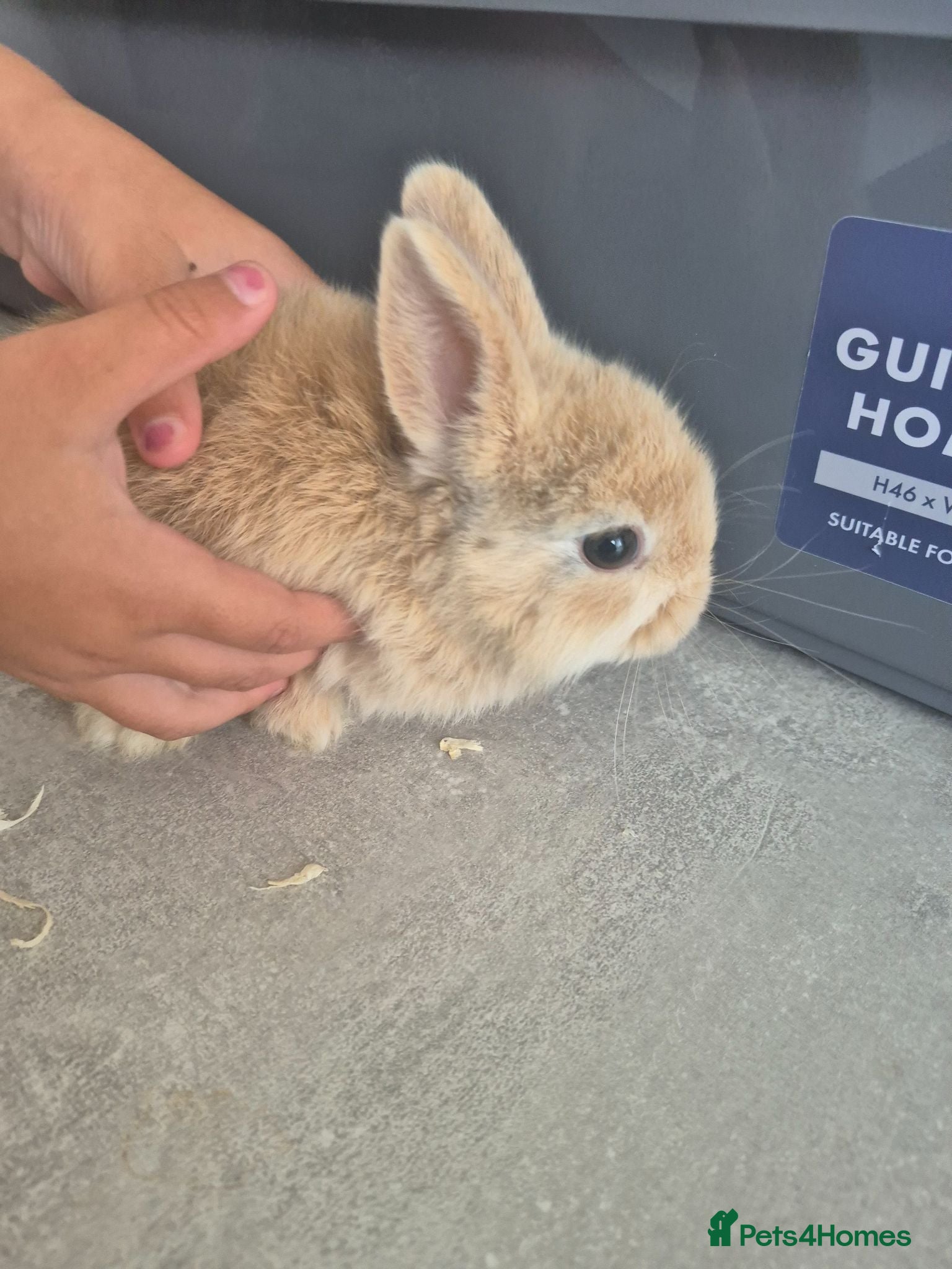 Mixed Breed rabbits Baby rabbits for sale  - Advert 4