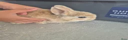 Mixed Breed rabbits for sale: Baby rabbits for sale  - Advert 1