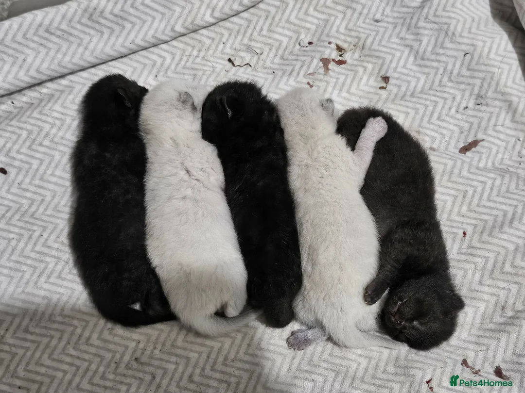 British Shorthair cats for sale: British short hair kittens  in Nottingham - Advert 2