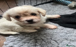 Mixed Breed dogs for sale: Gorgeous little Peekapoo’s - Image 9