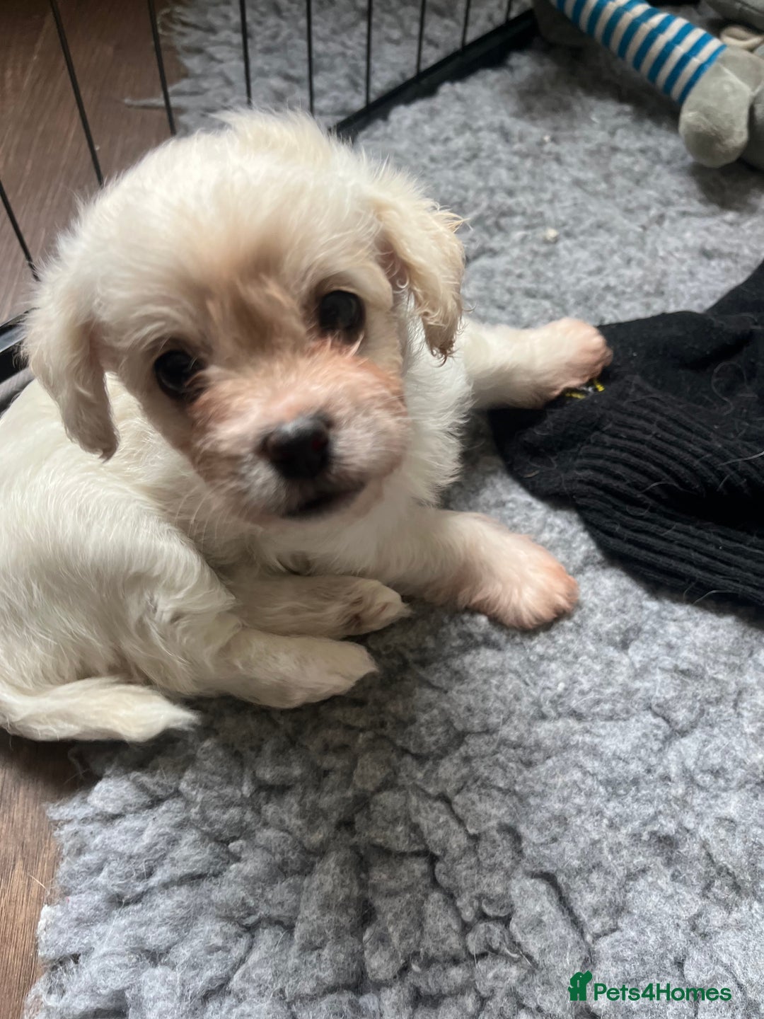 Mixed Breed dogs for sale: Gorgeous little Peekapoo’s - Image 9