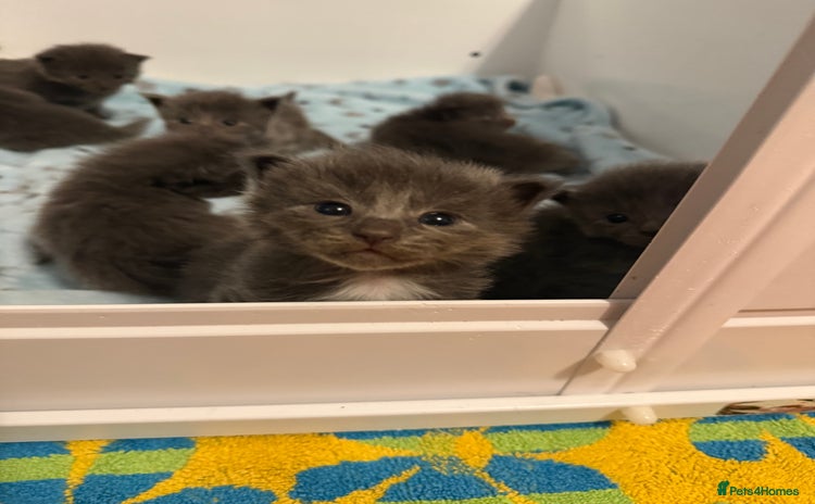 Ragcoon cats Stunning RAGCOON Kittens  - Advert 1