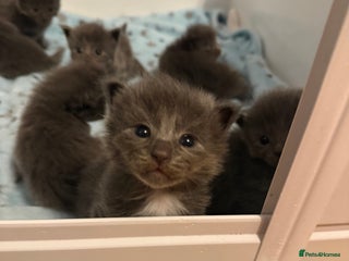 Ragcoon cats Stunning RAGCOON Kittens - Advert 11