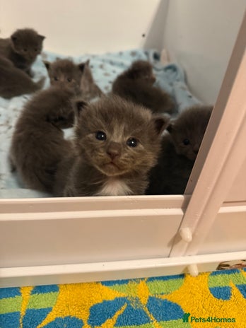 Ragcoon cats Stunning RAGCOON Kittens - Advert 2