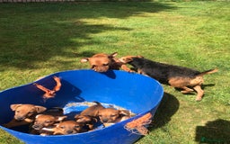 Lakeland Terrier dogs for sale: Lakeland terrier puppies - Image 2