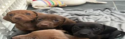 Miniature Dachshund dogs for stud: 💙 STUNNING SOLID BLACK MINIATURE STUD BOY💙 in Leicester - Advert 10