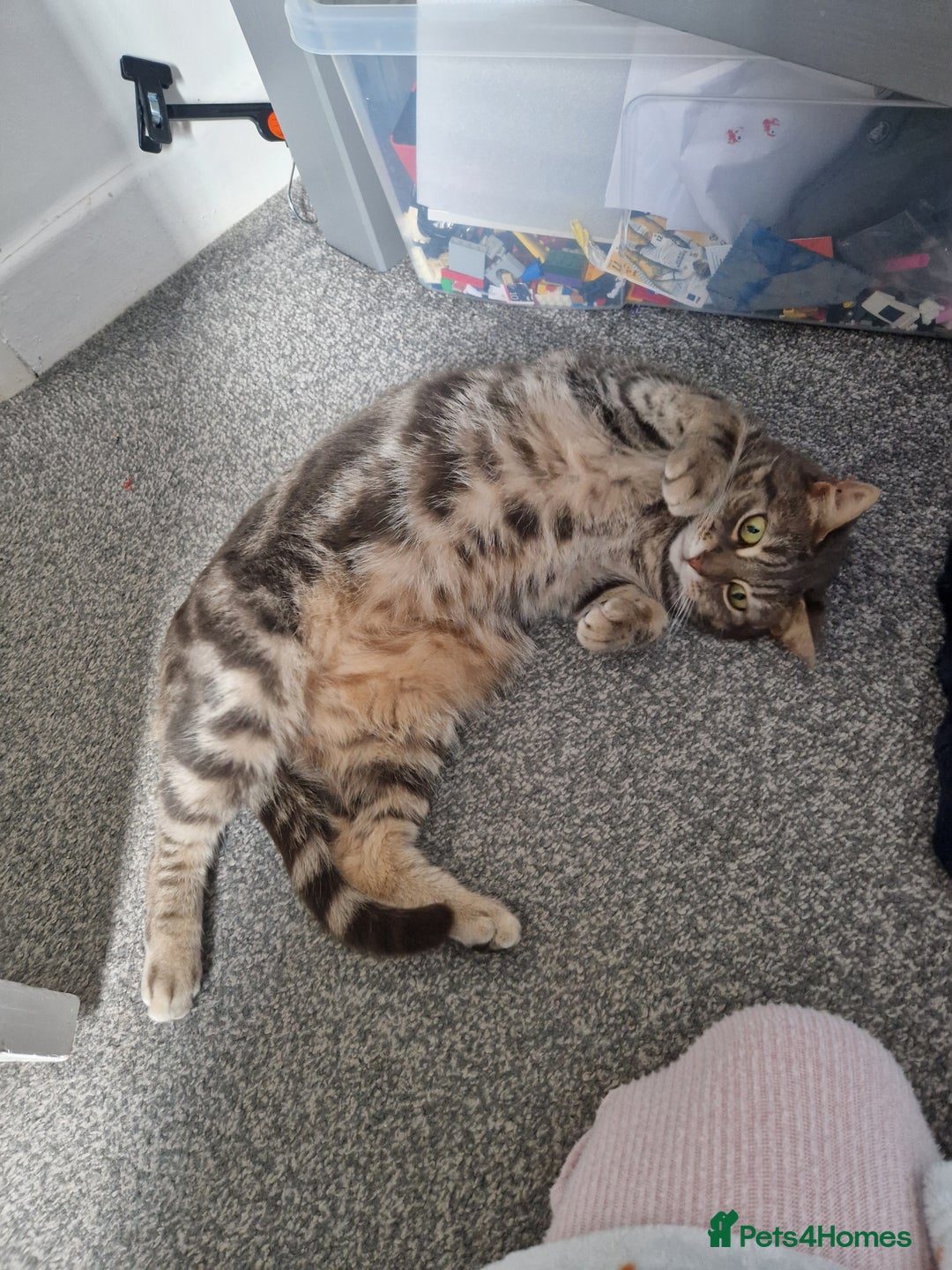 Mixed Breed cats for sale: Female neutered cat - Image 1