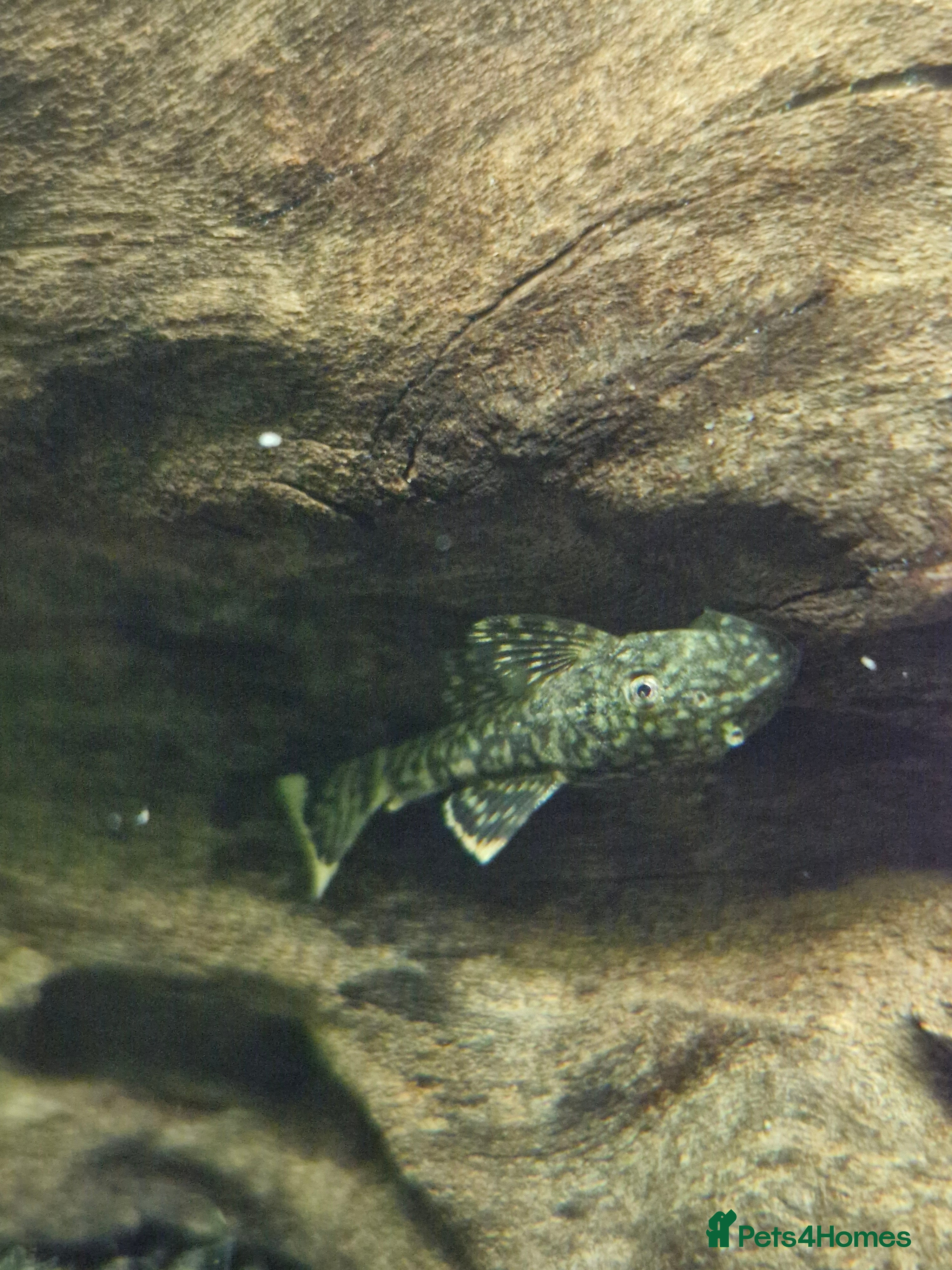 Plecos fish Bristlenose Plecos - Advert 18