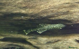 Plecos fish for sale: Bristlenose Plecos - Image 1