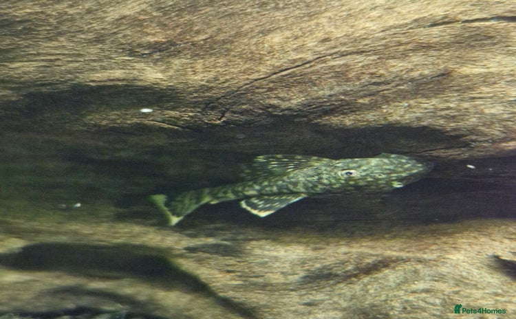 Plecos fish - Advert 6