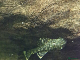 Plecos fish - Advert 3