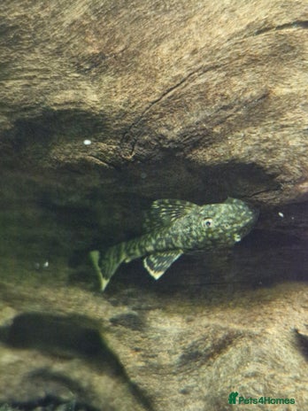 Plecos fish - Advert 1