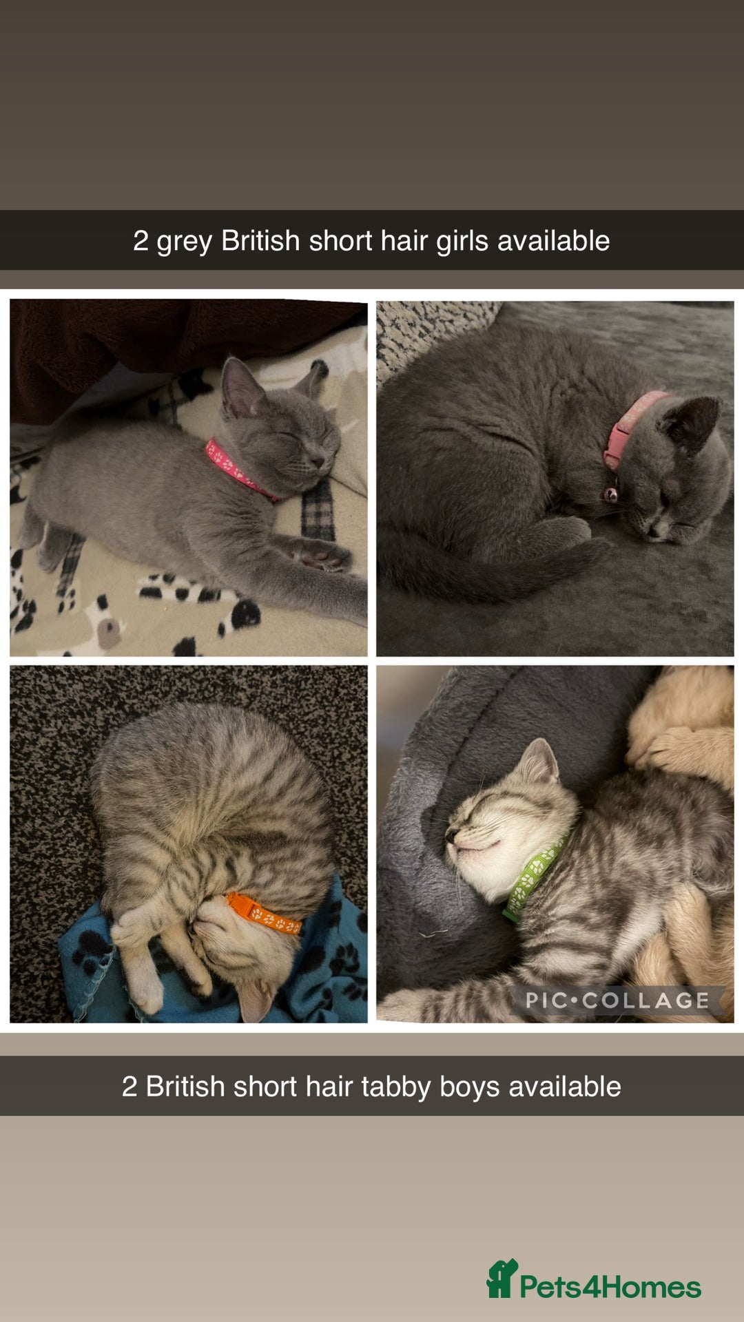 British Shorthair cats for sale: British short hair  - Advert 1