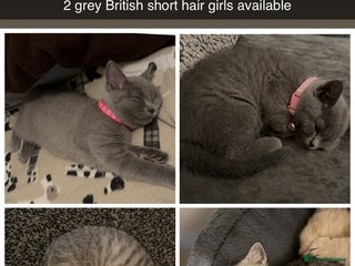 British Shorthair cats British short hair - Advert 3