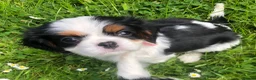 Cavalier King Charles Spaniel dogs for sale: Cavalier King Charles puppies  in Warrington - Advert 8