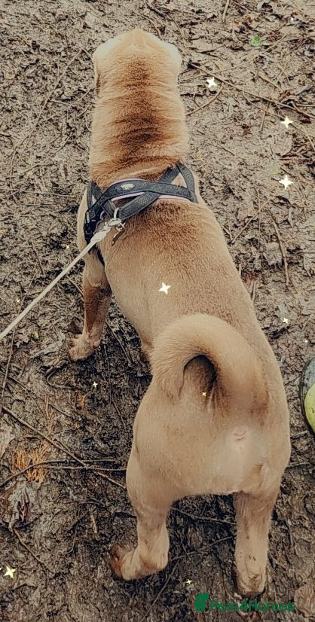 Shar Pei dogs for sale: Wrinkles - Image 2