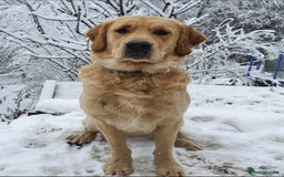 Golden Retriever dogs for stud: 0/0 Hips Proven Working Golden Retriever For Stud  in Taunton - Image 2
