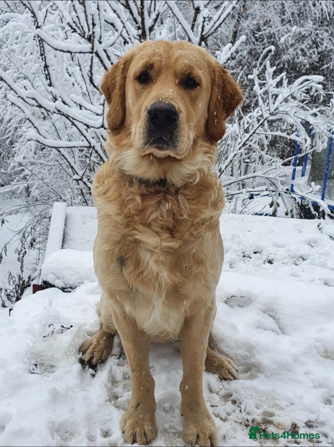 Golden Retriever dogs for stud: 0/0 Hips Proven Working Golden Retriever For Stud  in Taunton - Image 2