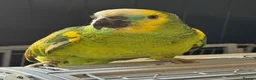 Parakeets birds for sale: Blue Fronted Amazon with Cage - Advert 1