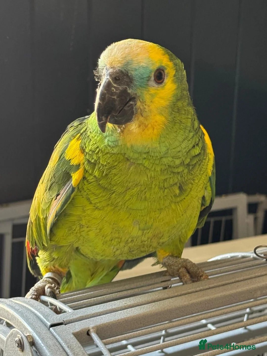 Parakeets birds for sale: Blue Fronted Amazon with Cage - Advert 1