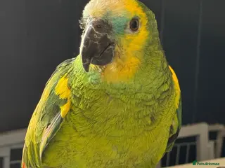 Parakeets birds Blue Fronted Amazon with Cage - Advert 6