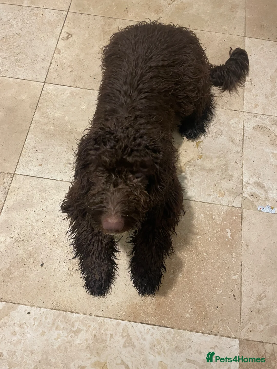 Cockapoo dogs for sale: 11 month old cockapoo in Stevenage - Advert 5