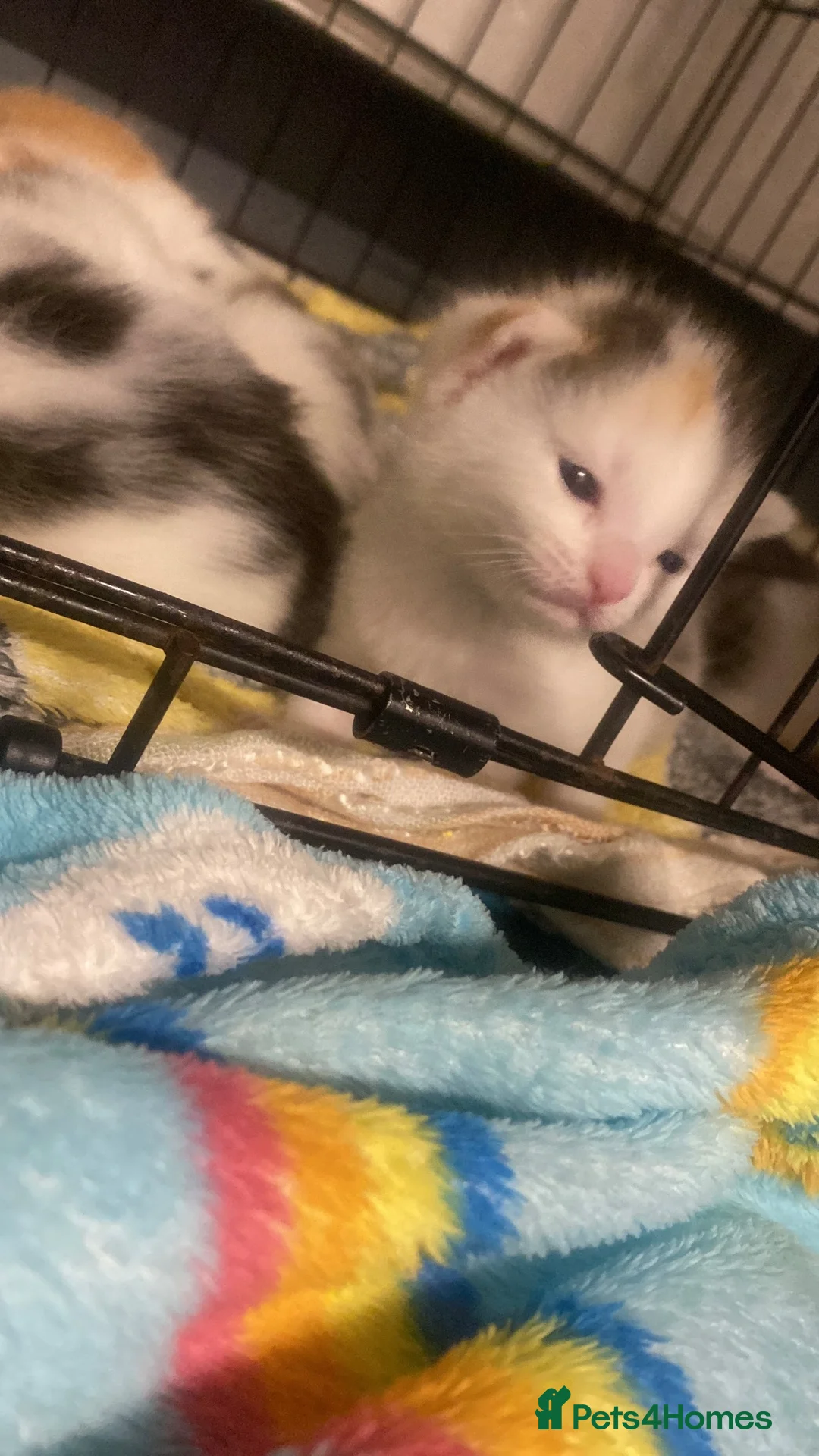 Mixed Breed cats for sale: 6 kittens for sale  in Wolverhampton - Advert 2