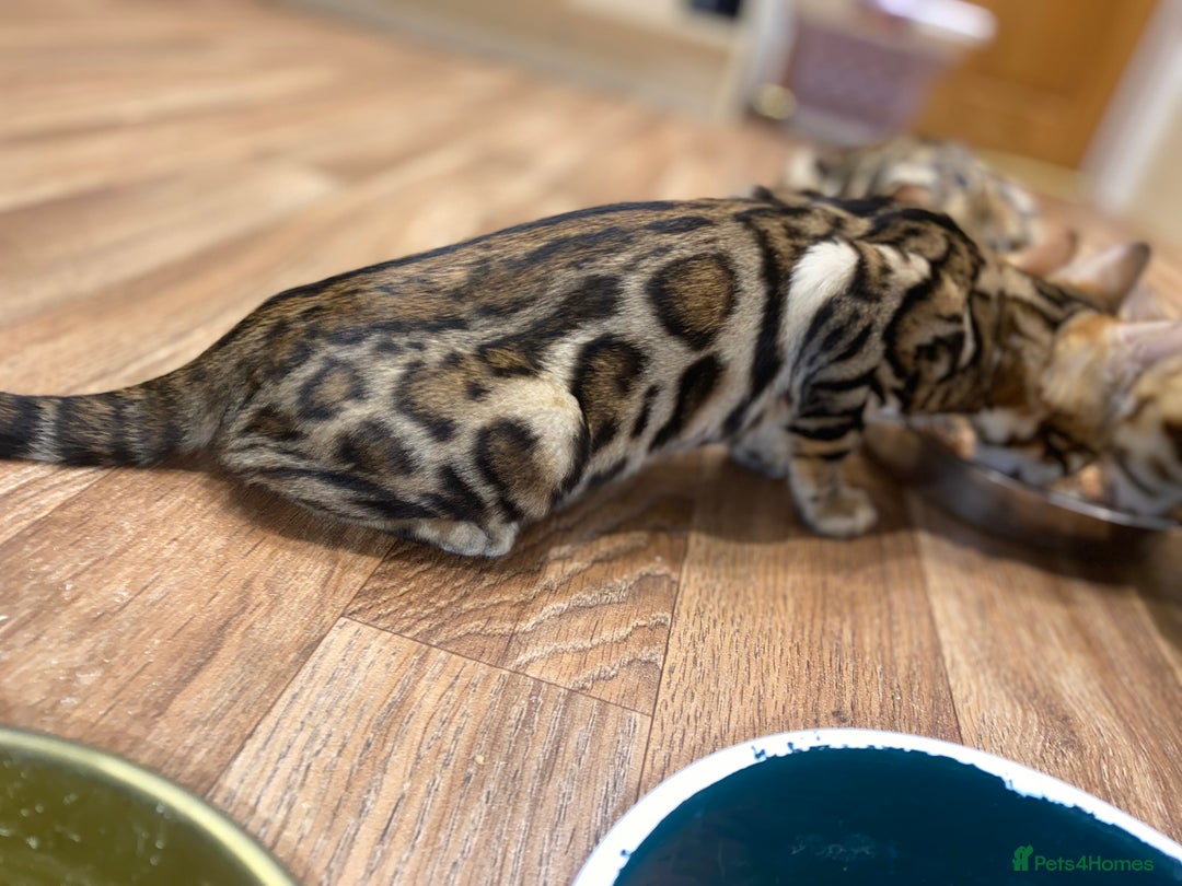 Bengal cats for sale: Top quality pure Bengal kittens available now - Image 11