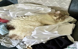 RagaMuffin cats for sale: 2 year old Ragamuffin sisters to loving home - Image 7