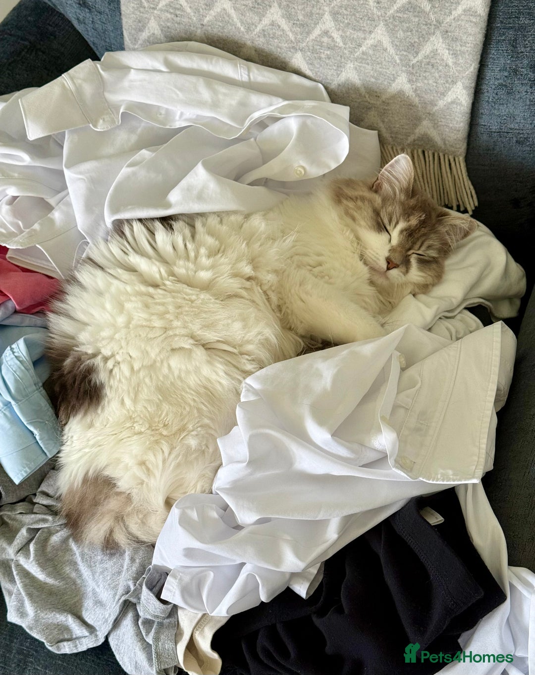 RagaMuffin cats for sale: 2 year old Ragamuffin sisters to loving home - Image 7