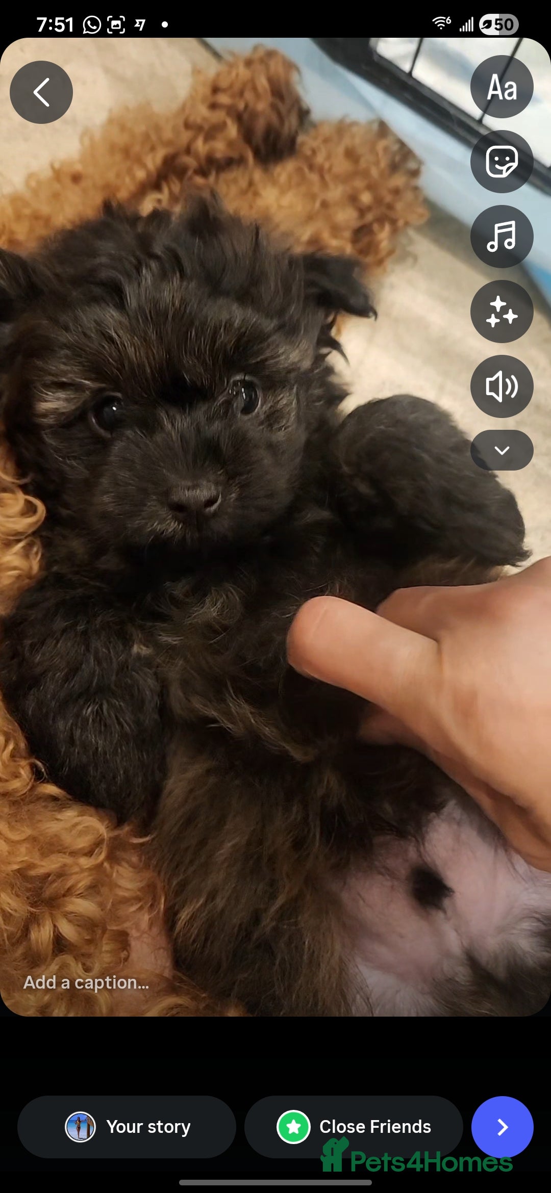 Pomapoo dogs Beautiful Miniature Pomapoo Puppies Avl to Reserve - Advert 2
