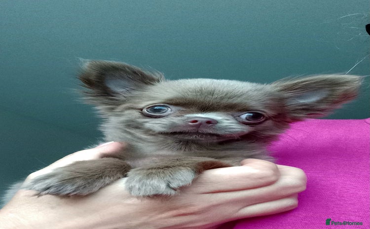 Chihuahua dogs - Advert 2