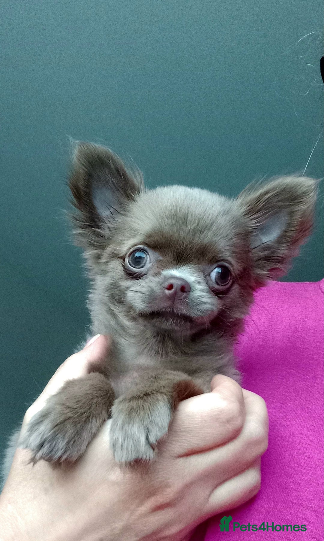 Chihuahua dogs for sale: Dna tested parents Lilac girl - Image 1