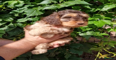 Cockapoo dogs - Advert 11