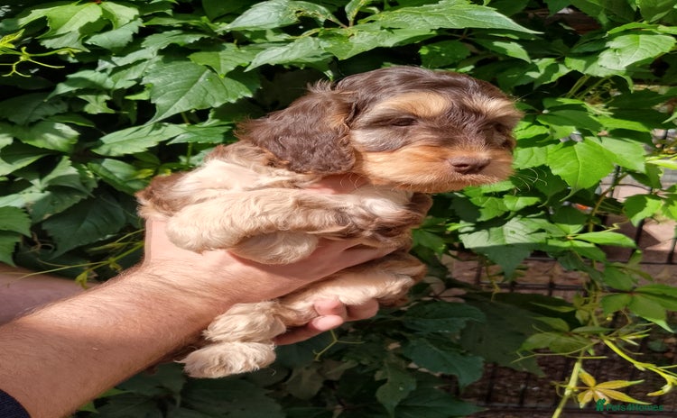 Cockapoo dogs - Advert 2