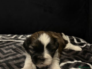 Shih Tzu dogs 1 female Shih Tzu puppy - Advert 3