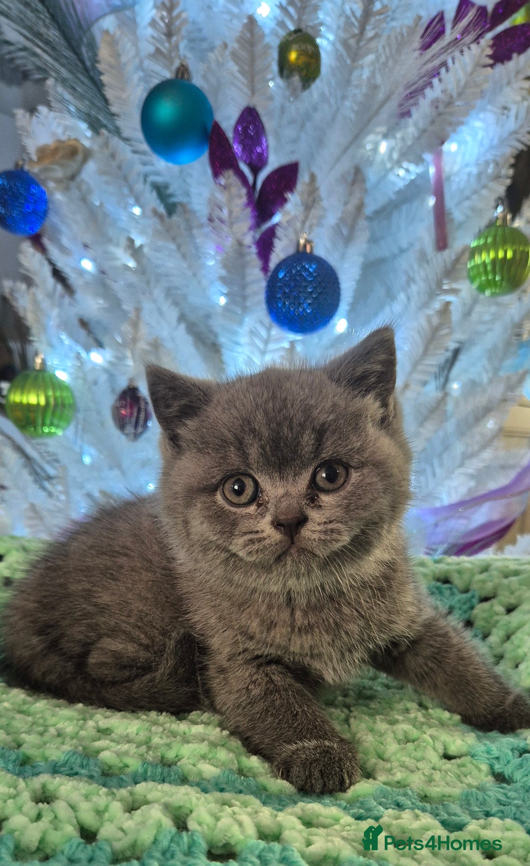 British Shorthair cats for sale: **Stunning TICA Registered Kittens** - Advert 15